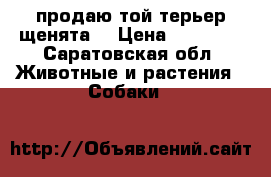 продаю той-терьер щенята  › Цена ­ 10 000 - Саратовская обл. Животные и растения » Собаки   